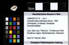 Foto (Objekt + Etiketten) von Goniodromites bidentatus (Reuss, 1859) 
